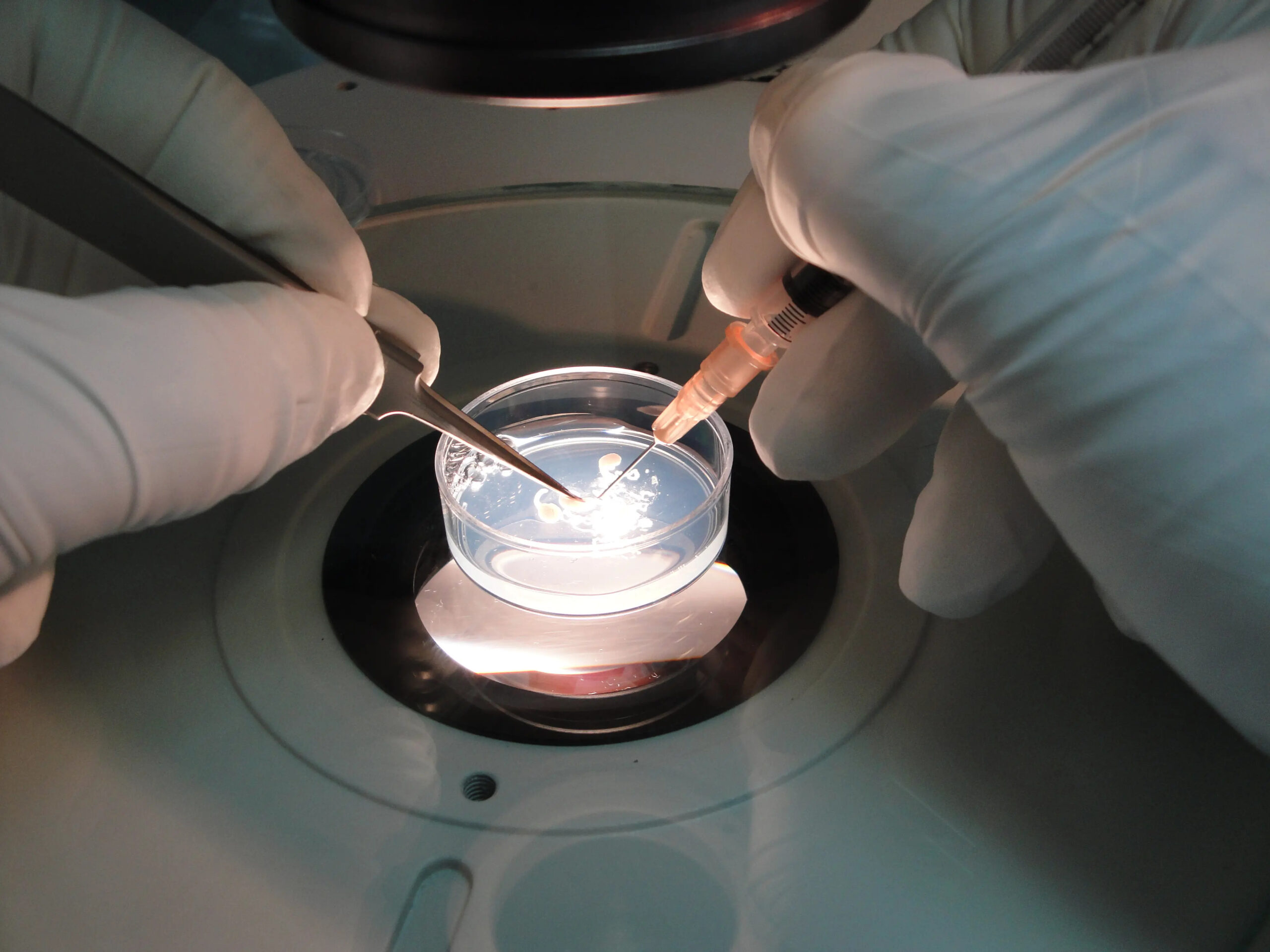 HVUSSU ERU MANNAGONGDIRNAR, TÁ TAÐ KEMUR TIL AT GEVA/MÓTTAKA SÁÐ/EGG?