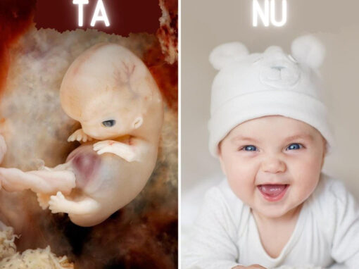Lív tá – lív nú